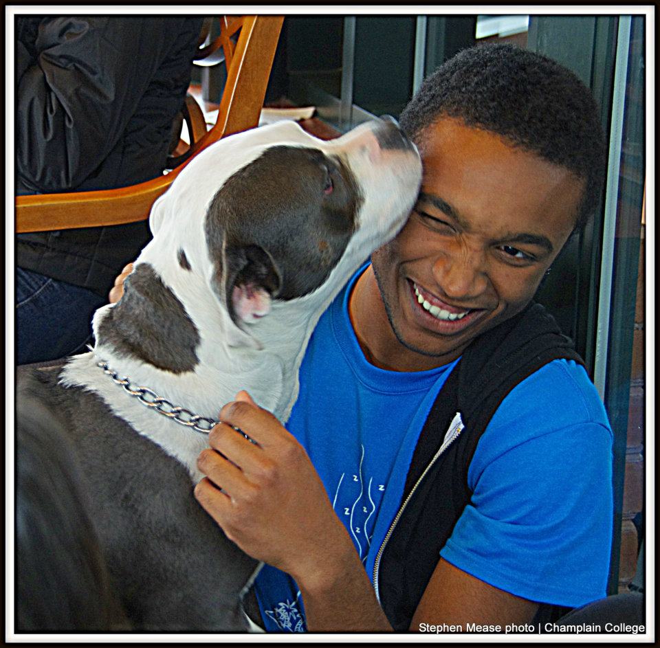 Puppies at Champlain College Library for the start of Finals Week. (photo by Stephen Mease) Puppies at Champlain College Library for the start of Finals Week. (photo by Stephen Mease)