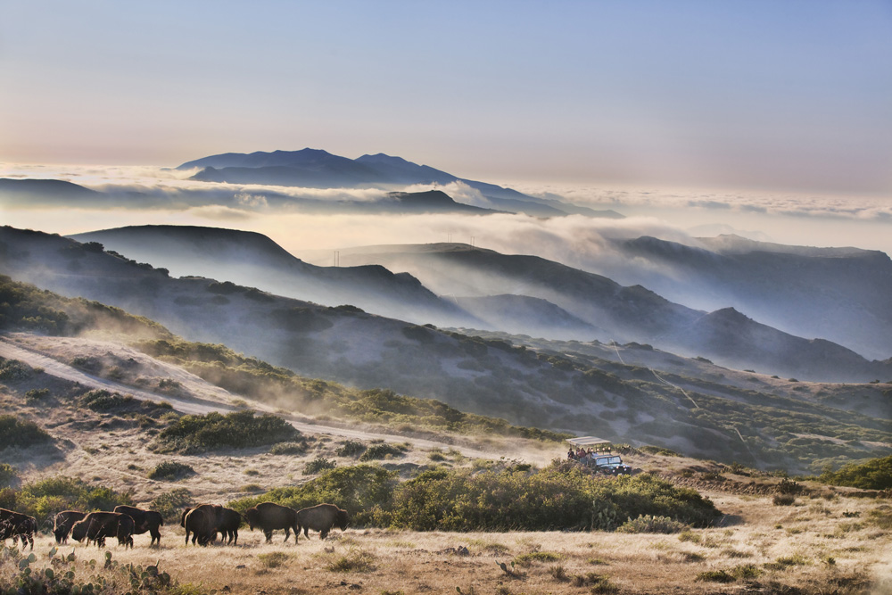 While traveling through the island's interior, you have the chance to spot buffalo herds, the endemic Catalina Island fox and American bald eagles. While traveling through the island's interior, you have the chance to spot buffalo herds, the endemic Catalina Island fox and American bald eagles.