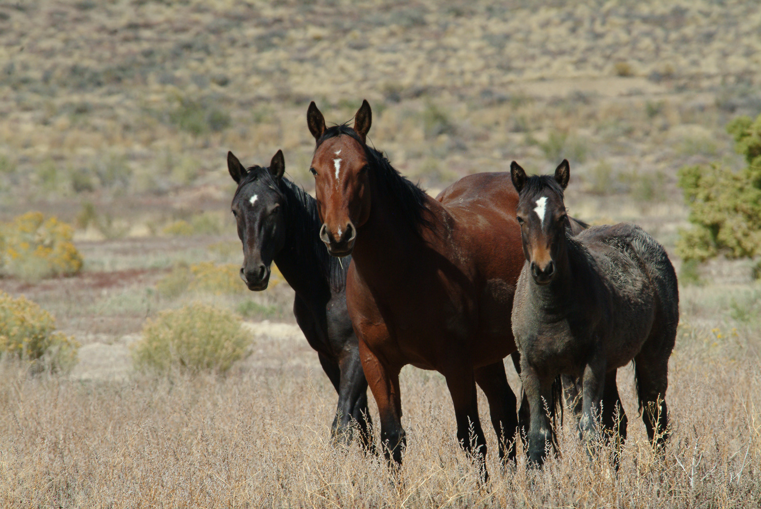 Pryor Mountain Wild Mustangs Pryor Mountain Wild Mustangs