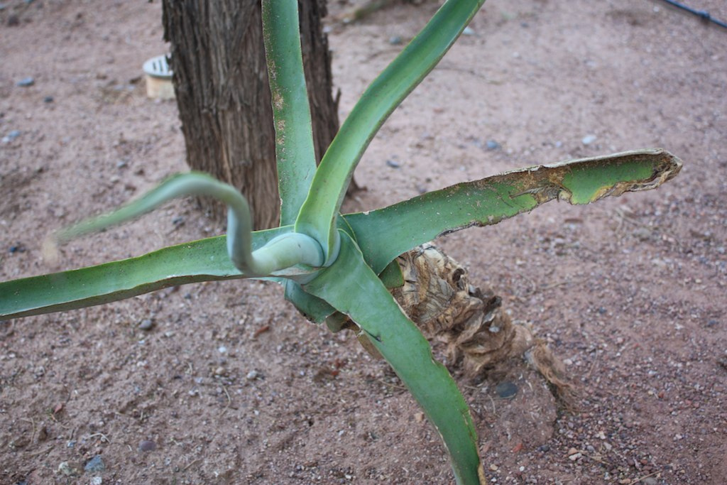 Mechanics lien laws in Arizona can be prickly, so it's important to have a mechanics lien service like Zlien that can help you manage mechanics lien compliance in Arizona. Mechanics lien laws in Arizona can be prickly, so it's important to have a mechanics lien service like Zlien that can help you manage mechanics lien compliance in Arizona.