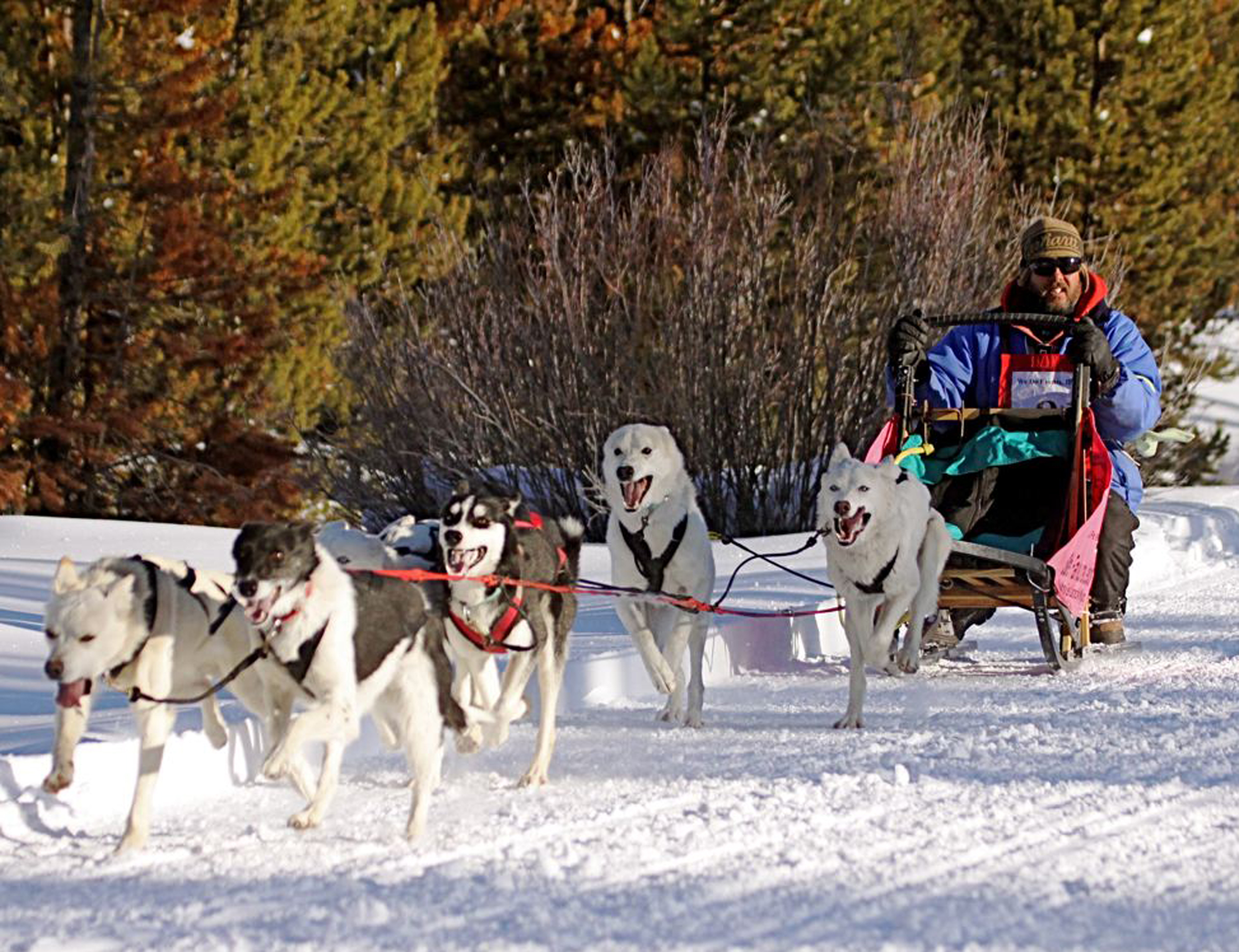 Watch the sled dog races during the Dubois Winterfest February 3-5. Watch the sled dog races during the Dubois Winterfest February 3-5.