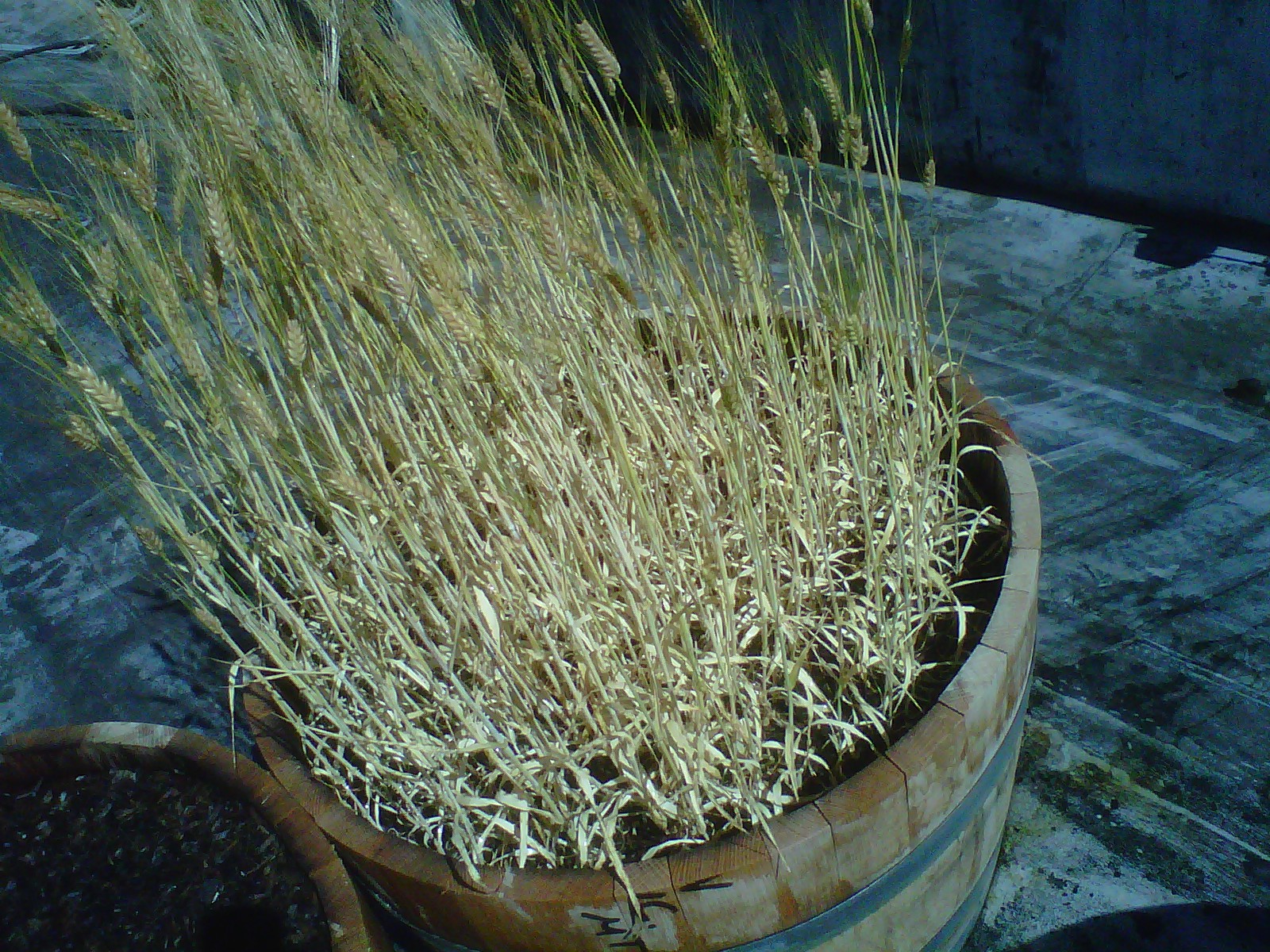 Rooftop Barley Rooftop Barley