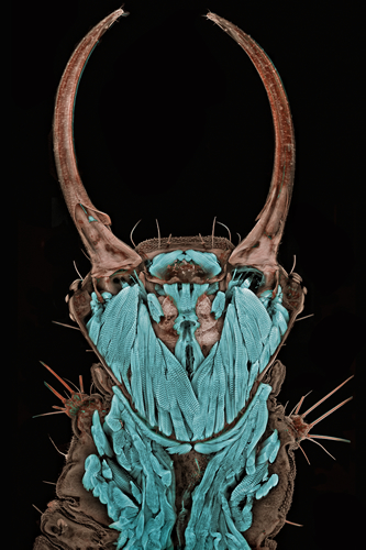 1st Place
Dr. Igor Siwanowicz
Max Planck Institute of Neurobiology
Martinsried, Germany
Portrait of a Chrysopa sp. (green lacewing) larva (20x)
Confocal 1st Place
Dr. Igor Siwanowicz
Max Planck Institute of Neurobiology
Martinsried, Germany
Portrait of a Chrysopa sp. (green lacewing) larva (20x)
Confocal