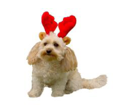 Festivities are more fun when your furry friends don Holiday Pet Antlers! Make them and you
smile with these amusing holiday favorites. Only $4.99! Festivities are more fun when your furry friends don Holiday Pet Antlers! Make them and you
smile with these amusing holiday favorites. Only $4.99!