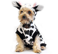 Join us for the LIVE Adopt A Shelter Dog Costume Contest on October 30th! Join us for the LIVE Adopt A Shelter Dog Costume Contest on October 30th!