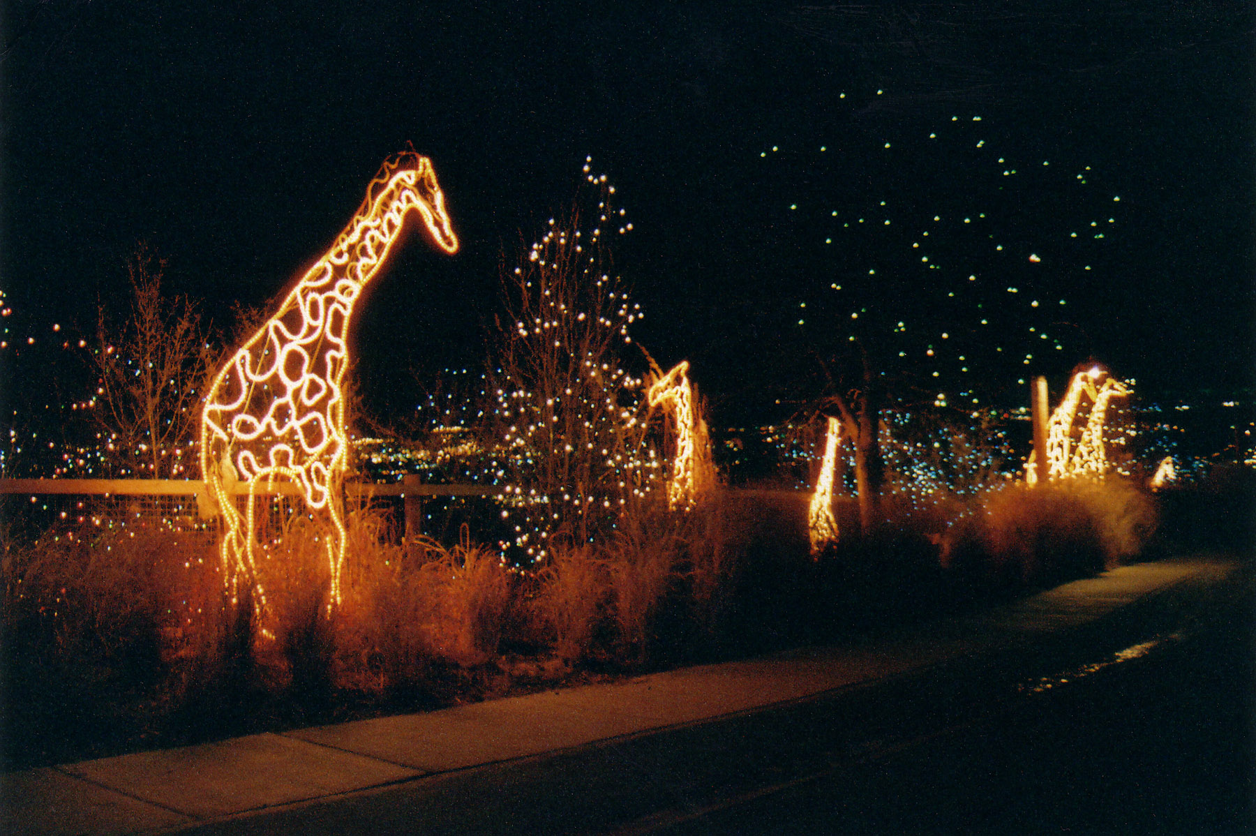 Cheyenne Mountain Christmas Lights At Cheyenne Mountain Zoo