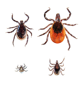 Insect Shield Repellent Apparel - www.insectshield.com/work Insect Shield Repellent Apparel - www.insectshield.com/work