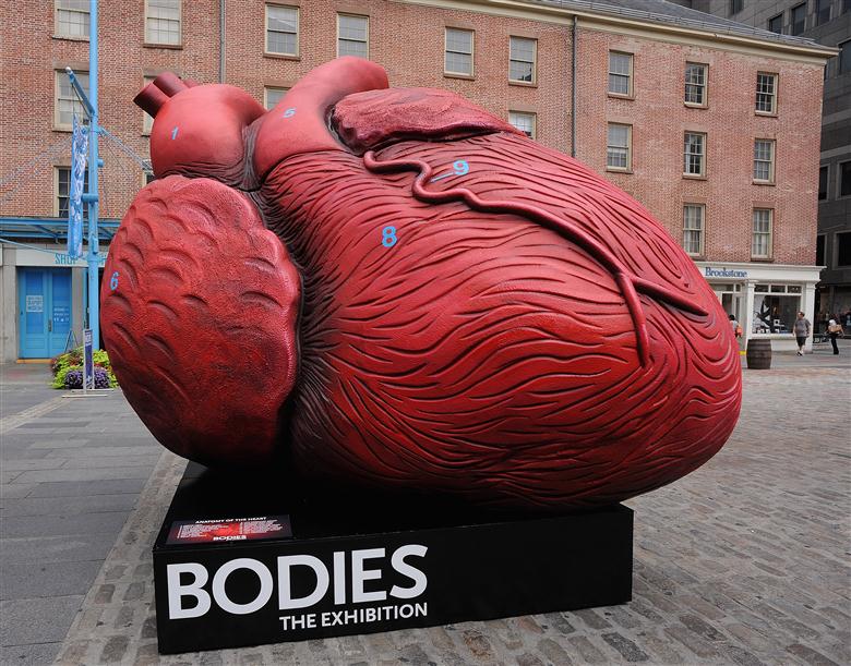 Bodies Exhibit Atlanta Ga Coupons